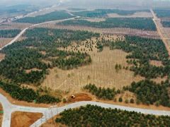 3年造林41萬畝 雄安新區為地球增添一抹綠